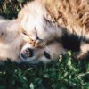 How to Cope with the Loss of a Pet Grief Counseling Center Houston pet loss