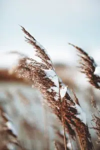 Snow on some plants in a field.