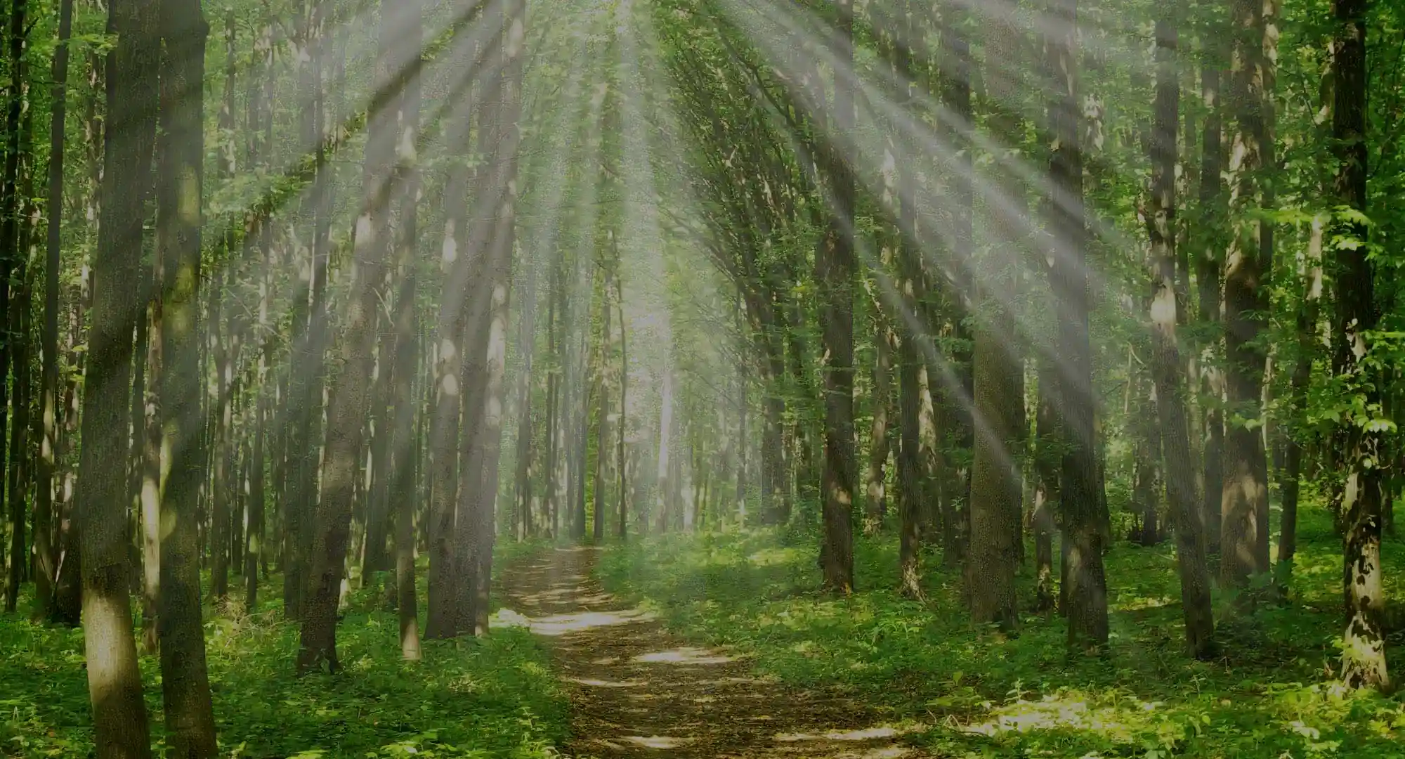 Grief Recovery Houston - Support and healing services
