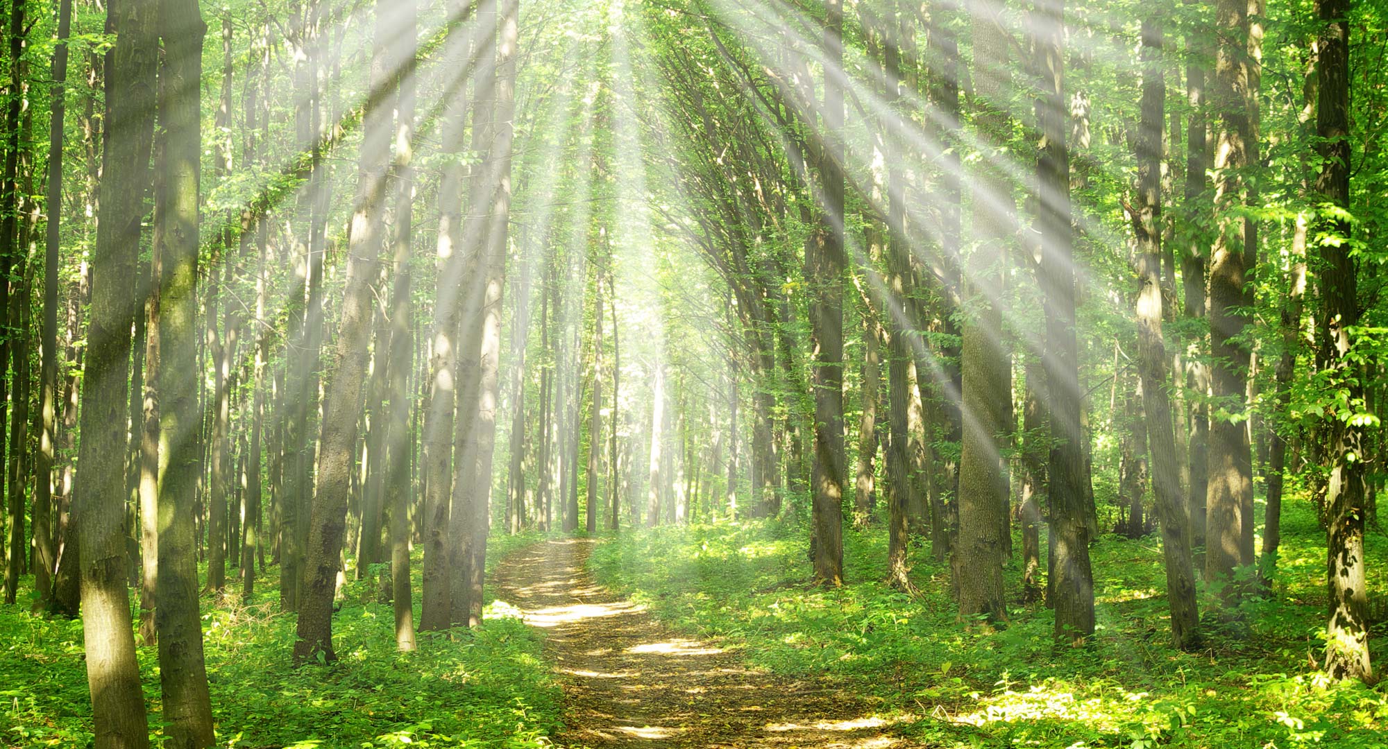 EMDR and Grief