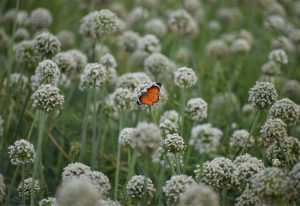 A stock photo of an orange butterfly on a white flower, in a field of white flowers. 
