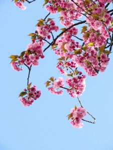 A stock photo of a tree branch with pink blossoms against a light blue sky. 